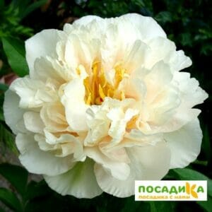 Пион ИТО-гибрид Санни Герл купить по цене от 1750р. в интернет-магазине «Посадика» с доставкой почтой в в Куртамыше и по всей России – [изображение №1].