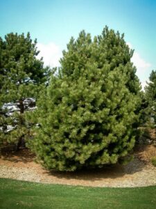 Сосна Чёрная (Pinus Nigra) купить по цене от 270.00р. в интернет-магазине «Посадика» с доставкой почтой в в Куртамыше и по всей России – [изображение №1].