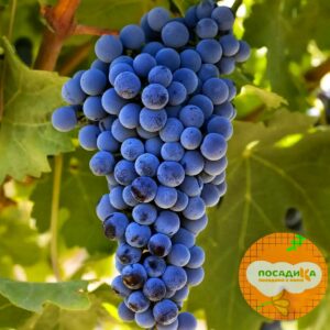 Виноград Каберне барон купить по цене от 310р. в интернет-магазине «Посадика» с доставкой почтой в в Куртамыше и по всей России – [изображение №1].