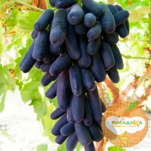 Виноград Аватар купить по цене от 420р. в интернет-магазине «Посадика» с доставкой почтой в в Куртамыше и по всей России – [изображение №1].
