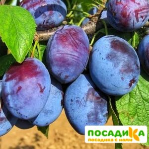 Слива Чачакская ранняя купить по цене от 229.00р. в интернет-магазине «Посадика» с доставкой почтой в в Куртамыше и по всей России – [изображение №1].