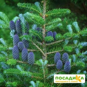 Пихта корейская (Abies koreana) купить по цене от 450.00р. в интернет-магазине «Посадика» с доставкой почтой в в Куртамыше и по всей России – [изображение №1].