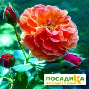 Роза Арабия купить по цене от 350.00р. в интернет-магазине «Посадика» с доставкой почтой в в Куртамыше и по всей России – [изображение №1].