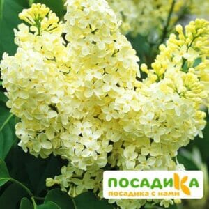 Сирень Примроуз (Primrose) купить по цене от 529.00р. в интернет-магазине «Посадика» с доставкой почтой в в Куртамыше и по всей России – [изображение №1].