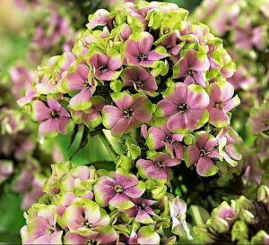 Флокс метельчатый Старберст купить по цене от 369р. в интернет-магазине «Посадика» с доставкой почтой в в Куртамыше и по всей России – [изображение №1].