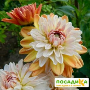 Георгина Коуп де Солейл (декоративная) купить по цене от 400р. в интернет-магазине «Посадика» с доставкой почтой в в Куртамыше и по всей России – [изображение №1].