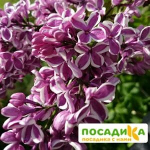 Сирень Сенсация купить по цене от 529.00р. в интернет-магазине «Посадика» с доставкой почтой в в Куртамыше и по всей России – [изображение №1].