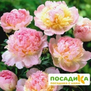 Пион Распберри Сандей (Paeonia Raspberry Sundae) купить по цене от 959р. в интернет-магазине «Посадика» с доставкой почтой в в Куртамыше и по всей России – [изображение №1].