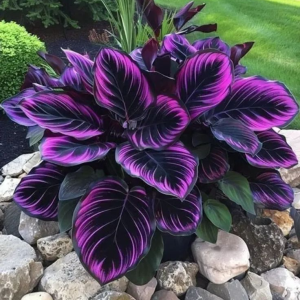 Хоста Люминоза купить по цене от 450р. в интернет-магазине «Посадика» с доставкой почтой в в Куртамыше и по всей России – [изображение №1].