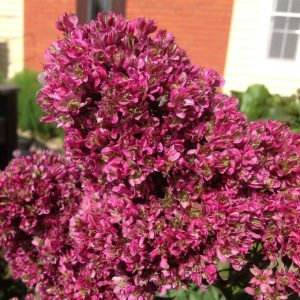 Флокс Филингс купить по цене от 329р. в интернет-магазине «Посадика» с доставкой почтой в в Куртамыше и по всей России – [изображение №1].