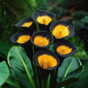 Калла Легато купить по цене от 620р. в интернет-магазине «Посадика» с доставкой почтой в в Куртамыше и по всей России – [изображение №1].