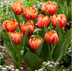 Тюльпан Гудошник Дабл купить по цене от 185р. в интернет-магазине «Посадика» с доставкой почтой в в Куртамыше и по всей России – [изображение №1].