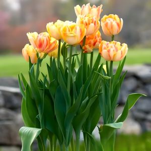 Тюльпан Верона Санрайз купить по цене от 280р. в интернет-магазине «Посадика» с доставкой почтой в в Куртамыше и по всей России – [изображение №1].