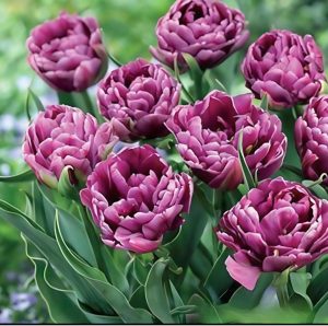 Тюльпан Айс Крим купить по цене от 430р. в интернет-магазине «Посадика» с доставкой почтой в в Куртамыше и по всей России – [изображение №1].