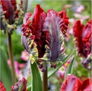 Тюльпан Рококо купить по цене от 350р. в интернет-магазине «Посадика» с доставкой почтой в в Куртамыше и по всей России – [изображение №1].