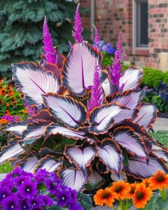 Хоста Кримэн Дрим купить по цене от 549р. в интернет-магазине «Посадика» с доставкой почтой в в Куртамыше и по всей России – [изображение №1].