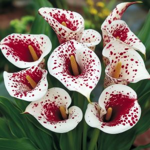 Калла Эмпайр купить по цене от 302р. в интернет-магазине «Посадика» с доставкой почтой в в Куртамыше и по всей России – [изображение №1].