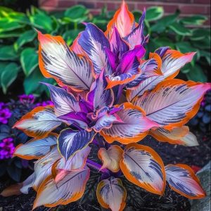 Хоста Эмеральд Тиара купить по цене от 602р. в интернет-магазине «Посадика» с доставкой почтой в в Куртамыше и по всей России – [изображение №1].