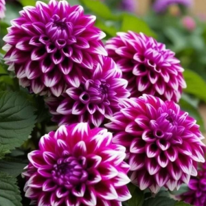 Георгин Кристал Корт купить по цене от 602р. в интернет-магазине «Посадика» с доставкой почтой в в Куртамыше и по всей России – [изображение №1].