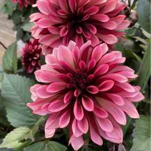 Георгин Перли Сансет купить по цене от 309р. в интернет-магазине «Посадика» с доставкой почтой в в Куртамыше и по всей России – [изображение №1].