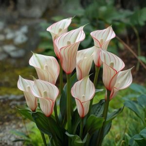 Калла Глейшер купить по цене от 299р. в интернет-магазине «Посадика» с доставкой почтой в в Куртамыше и по всей России – [изображение №1].