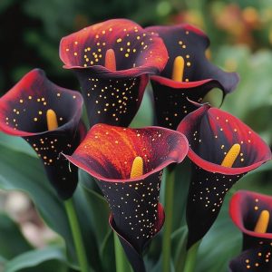 Калла Нуар купить по цене от 299р. в интернет-магазине «Посадика» с доставкой почтой в в Куртамыше и по всей России – [изображение №1].