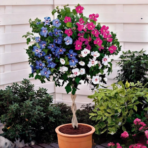 Гибискус-Дерево Триколор купить по цене от 289р. в интернет-магазине «Посадика» с доставкой почтой в в Куртамыше и по всей России – [изображение №1].