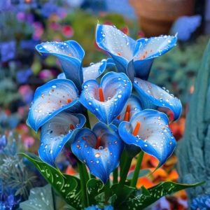 Калла Портрейт купить по цене от 292р. в интернет-магазине «Посадика» с доставкой почтой в в Куртамыше и по всей России – [изображение №1].