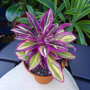 Хоста Сильвер Стик купить по цене от 650р. в интернет-магазине «Посадика» с доставкой почтой в в Куртамыше и по всей России – [изображение №1].