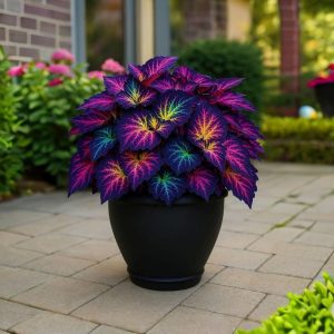 Хоста Фрости Блю купить по цене от 389р. в интернет-магазине «Посадика» с доставкой почтой в в Куртамыше и по всей России – [изображение №1].