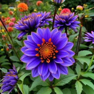 Георгин Лазурит купить по цене от 799р. в интернет-магазине «Посадика» с доставкой почтой в в Куртамыше и по всей России – [изображение №1].