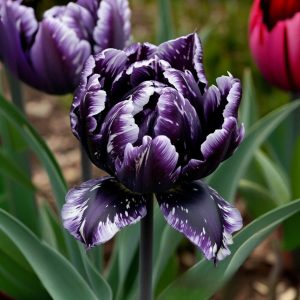 Тюльпан Индиго купить по цене от 600р. в интернет-магазине «Посадика» с доставкой почтой в в Куртамыше и по всей России – [изображение №1].