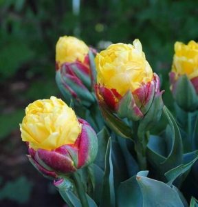 Тюльпан Айс Крим Банана купить по цене от 360р. в интернет-магазине «Посадика» с доставкой почтой в в Куртамыше и по всей России – [изображение №1].