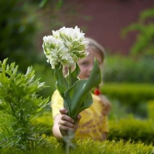 Тюльпан Супер Пэррот купить по цене от 360р. в интернет-магазине «Посадика» с доставкой почтой в в Куртамыше и по всей России – [изображение №1].