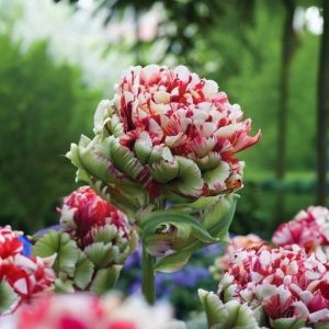 Тюльпан Дабл Флеминг Берд купить по цене от 249р. в интернет-магазине «Посадика» с доставкой почтой в в Куртамыше и по всей России – [изображение №1].