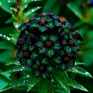 Флокс Ривьера купить по цене от 299р. в интернет-магазине «Посадика» с доставкой почтой в в Куртамыше и по всей России – [изображение №1].