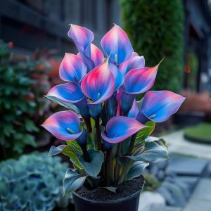 Калла Импрессия купить по цене от 590р. в интернет-магазине «Посадика» с доставкой почтой в в Куртамыше и по всей России – [изображение №1].