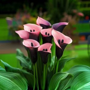 Калла Энигма купить по цене от 291р. в интернет-магазине «Посадика» с доставкой почтой в в Куртамыше и по всей России – [изображение №1].