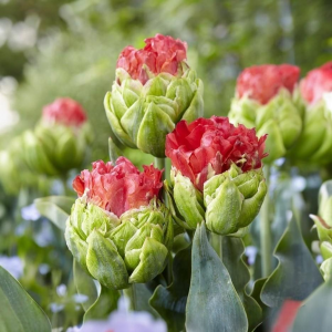 Тюльпан Бычий Глаз купить по цене от 275р. в интернет-магазине «Посадика» с доставкой почтой в в Куртамыше и по всей России – [изображение №1].