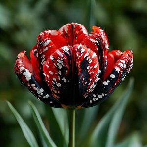 Тюльпан Вельвет Файер купить по цене от 394р. в интернет-магазине «Посадика» с доставкой почтой в в Куртамыше и по всей России – [изображение №1].