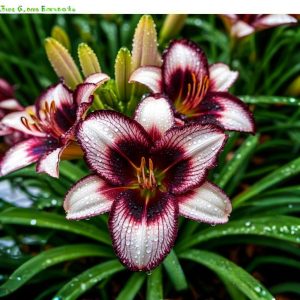 Лилейник Крим Сикл купить по цене от 799р. в интернет-магазине «Посадика» с доставкой почтой в в Куртамыше и по всей России – [изображение №1].