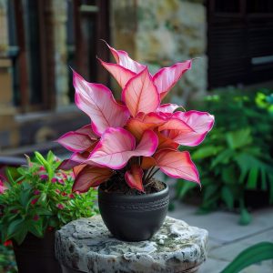 Хоста Розовая Симфония купить по цене от 800р. в интернет-магазине «Посадика» с доставкой почтой в в Куртамыше и по всей России – [изображение №1].