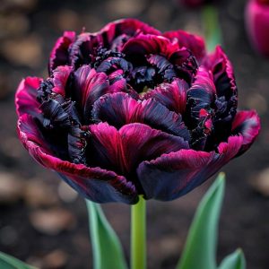 Тюльпан Фламинго купить по цене от 500р. в интернет-магазине «Посадика» с доставкой почтой в в Куртамыше и по всей России – [изображение №1].