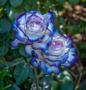 Роза Пэтолз Хоуп купить по цене от 333р. в интернет-магазине «Посадика» с доставкой почтой в в Куртамыше и по всей России – [изображение №1].