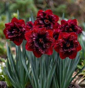 Нарцисс Сапфировый Бриз купить по цене от 3000р. в интернет-магазине «Посадика» с доставкой почтой в в Куртамыше и по всей России – [изображение №1].