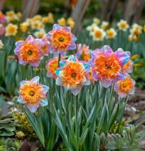 Нарцисс Айвери Дон купить по цене от 3000р. в интернет-магазине «Посадика» с доставкой почтой в в Куртамыше и по всей России – [изображение №1].