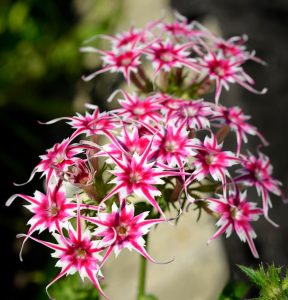 Флокс Метельчатый Путь купить по цене от 456р. в интернет-магазине «Посадика» с доставкой почтой в в Куртамыше и по всей России – [изображение №1].