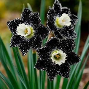 Нарцисс Кассата купить по цене от 372р. в интернет-магазине «Посадика» с доставкой почтой в в Куртамыше и по всей России – [изображение №1].