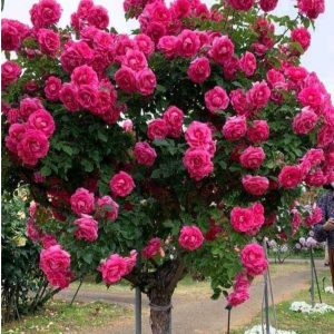 Роза Версаля купить по цене от 232р. в интернет-магазине «Посадика» с доставкой почтой в в Куртамыше и по всей России – [изображение №1].