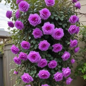 Роза Мистик Уайт купить по цене от 620р. в интернет-магазине «Посадика» с доставкой почтой в в Куртамыше и по всей России – [изображение №1].